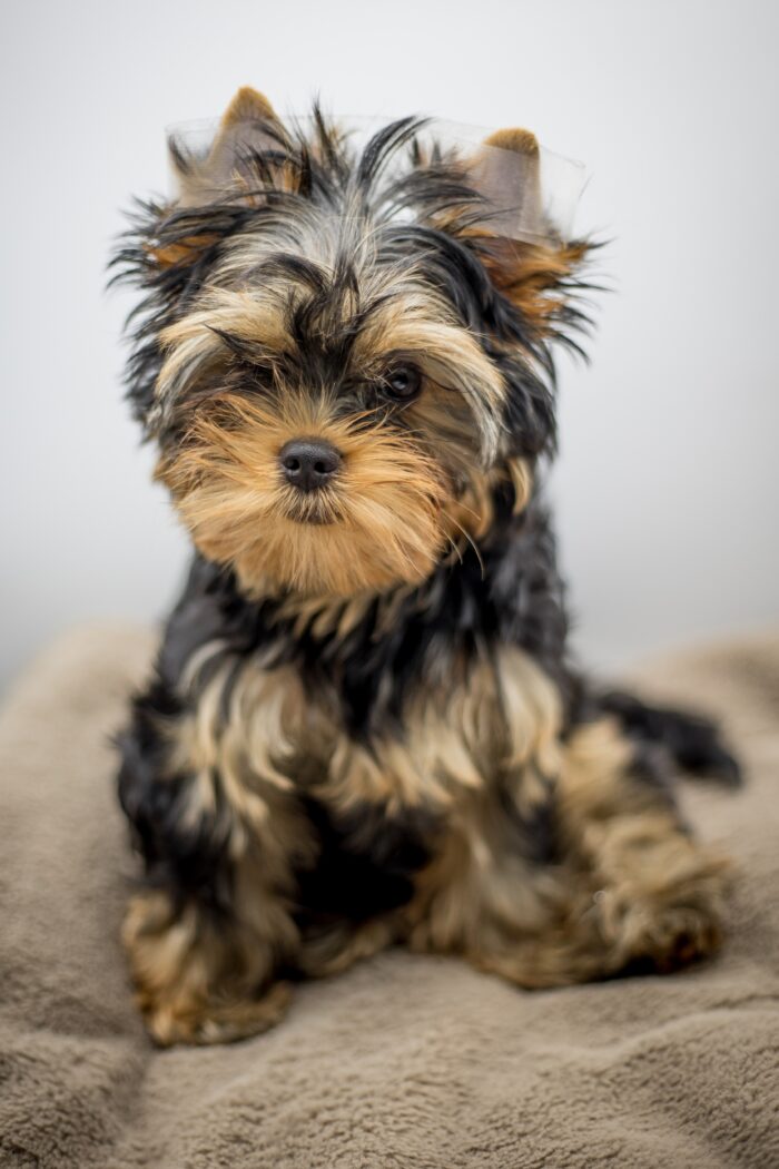 Fotografování psů